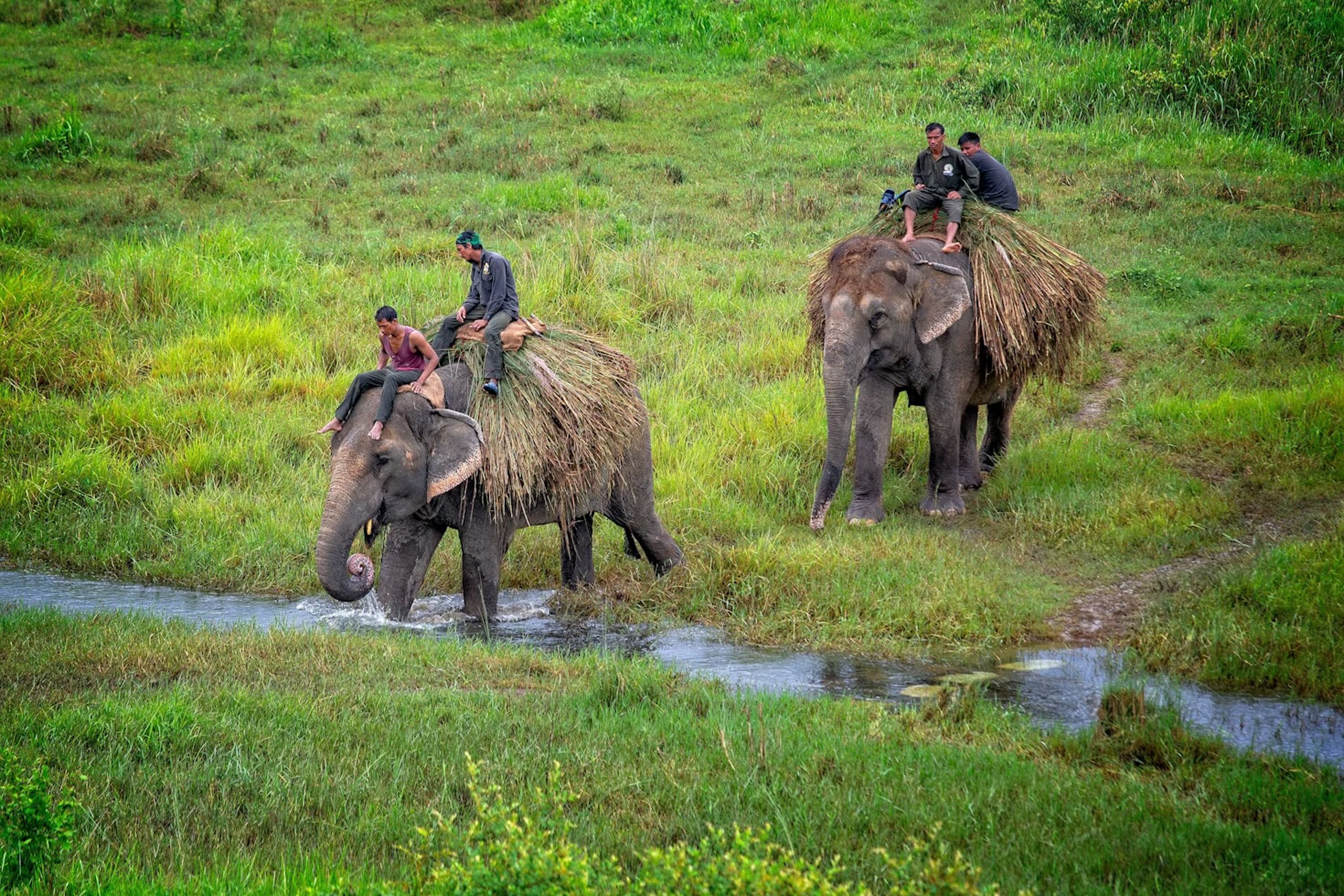 Chitwan National Park Safari: Complete Guide to Nepal's Jungle Wildlife