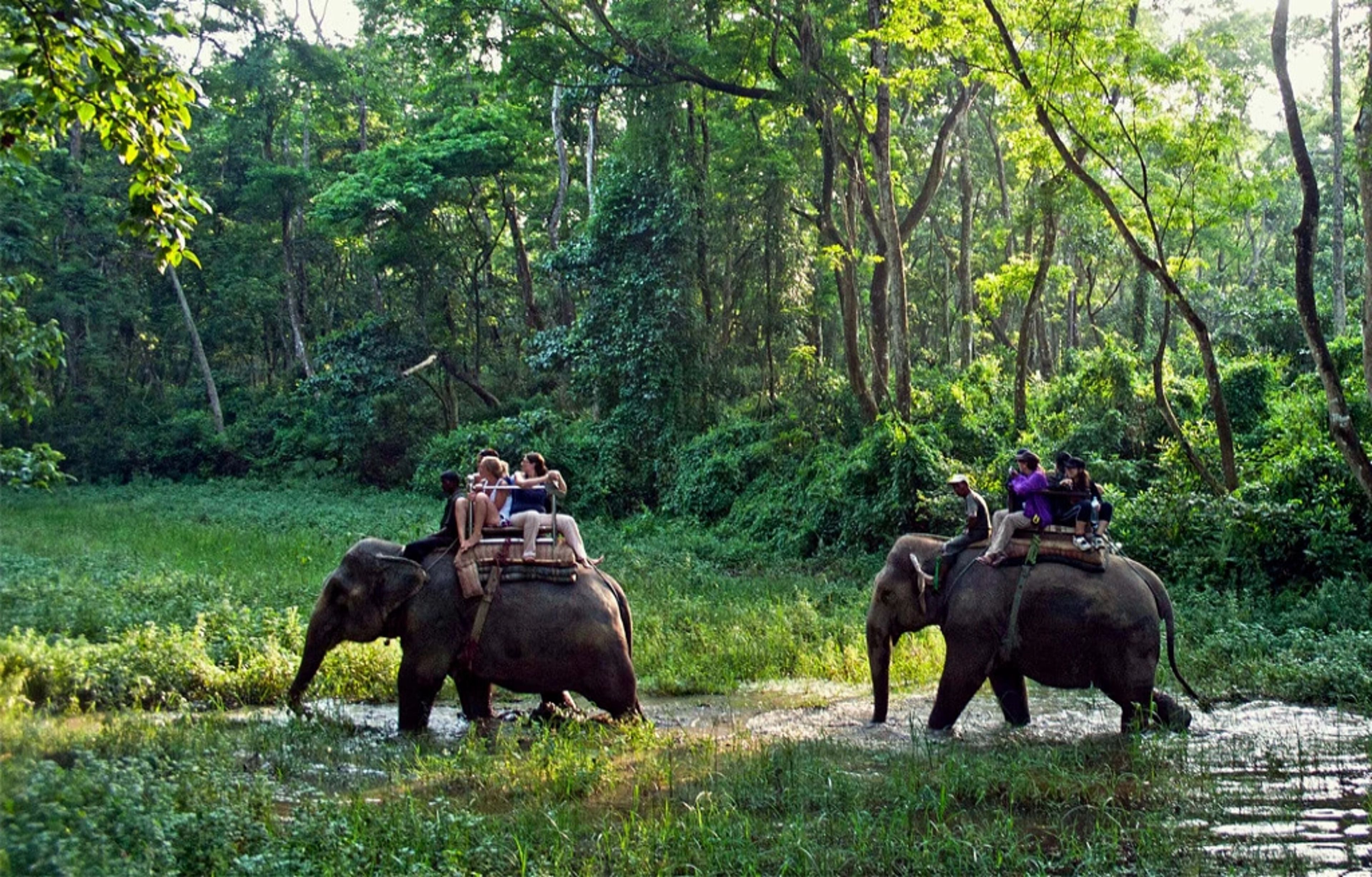 Bardia National Park Nepal: The Complete Safari Guide for 2026