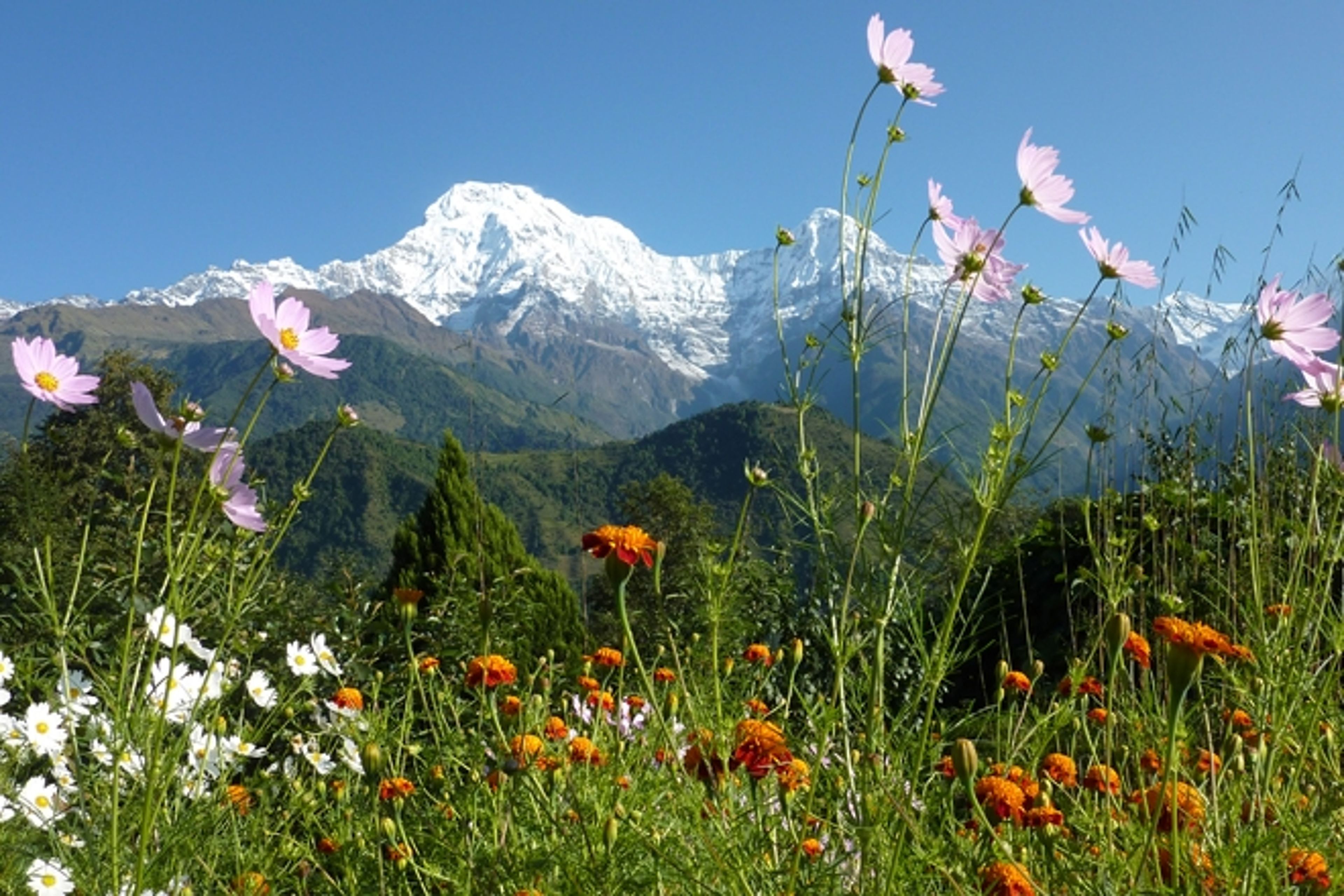 Trekking Nepal in Spring: The Complete Guide to March, April and May