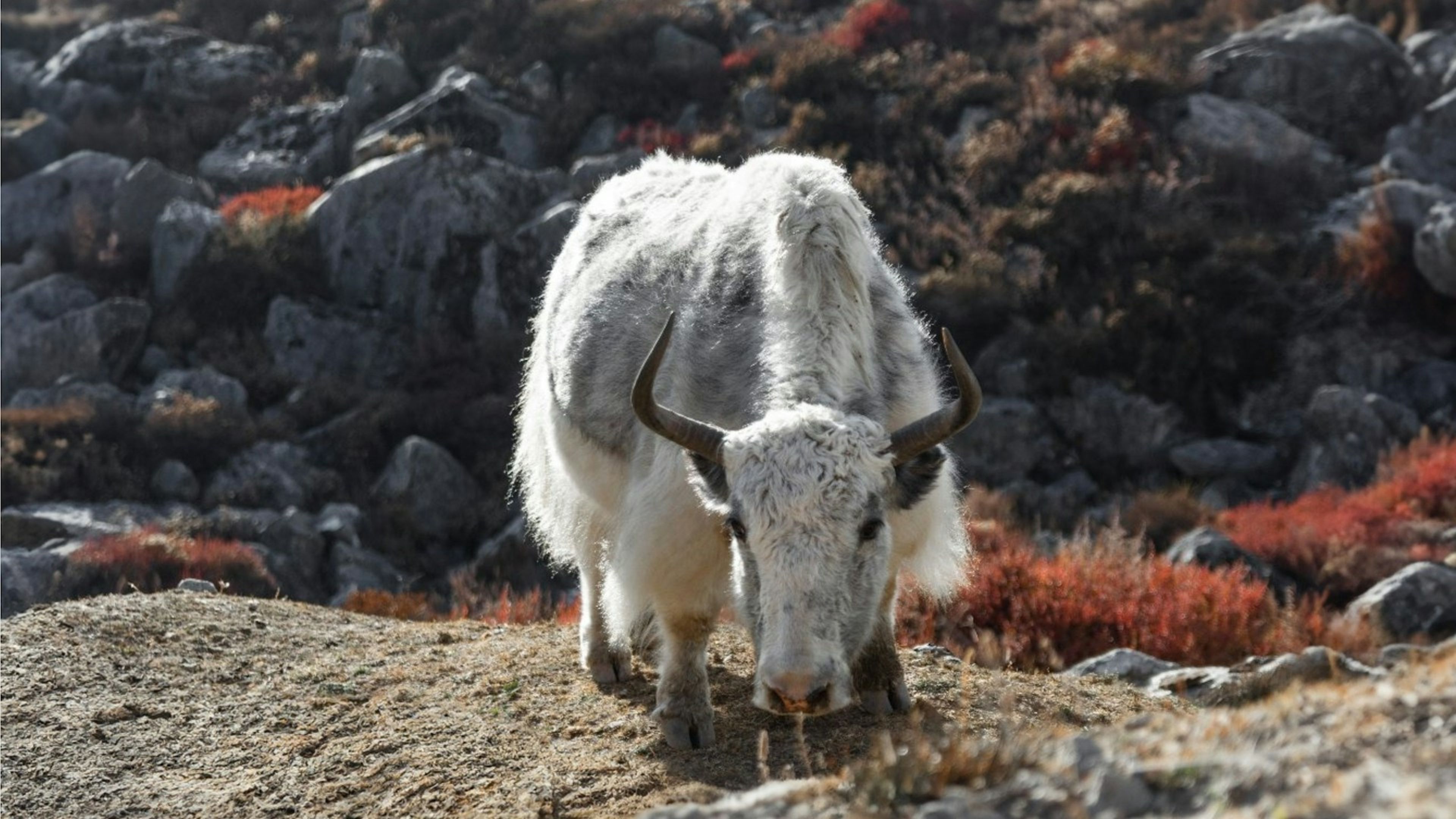 Astro Tourism in Nepal: Stargazing, Night Photography and Himalayan Dark Skies