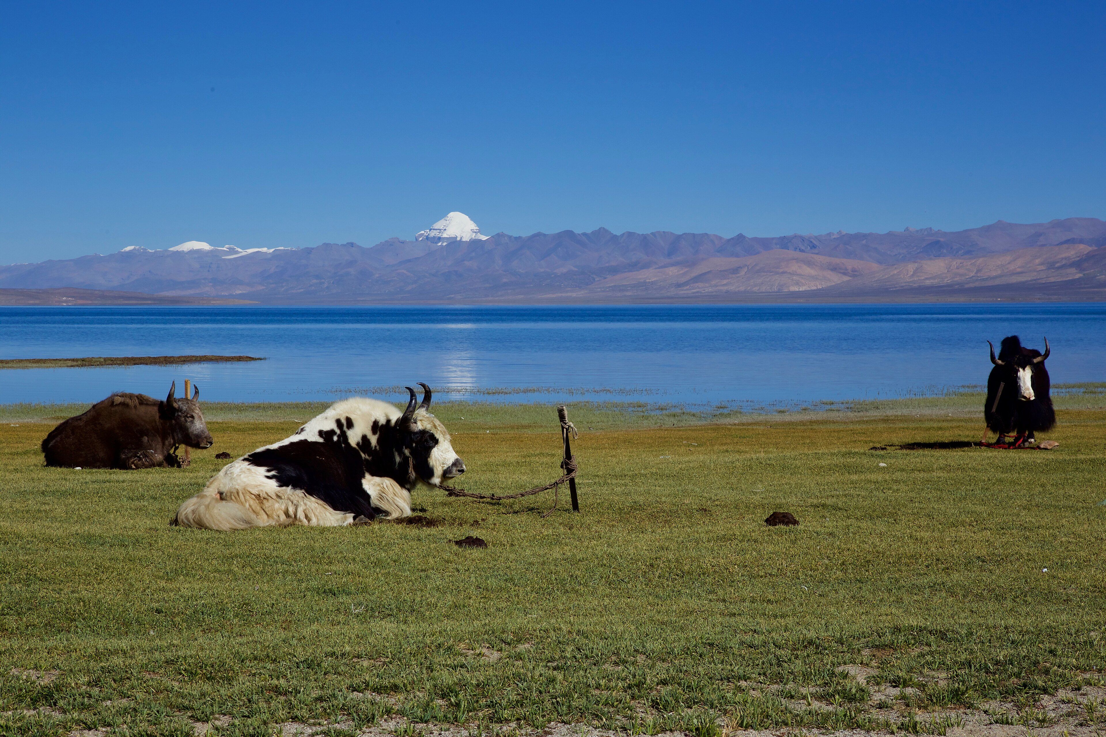Lake Mansarovar Guide: Sacred Bathing, Geography and Pilgrimage Rituals