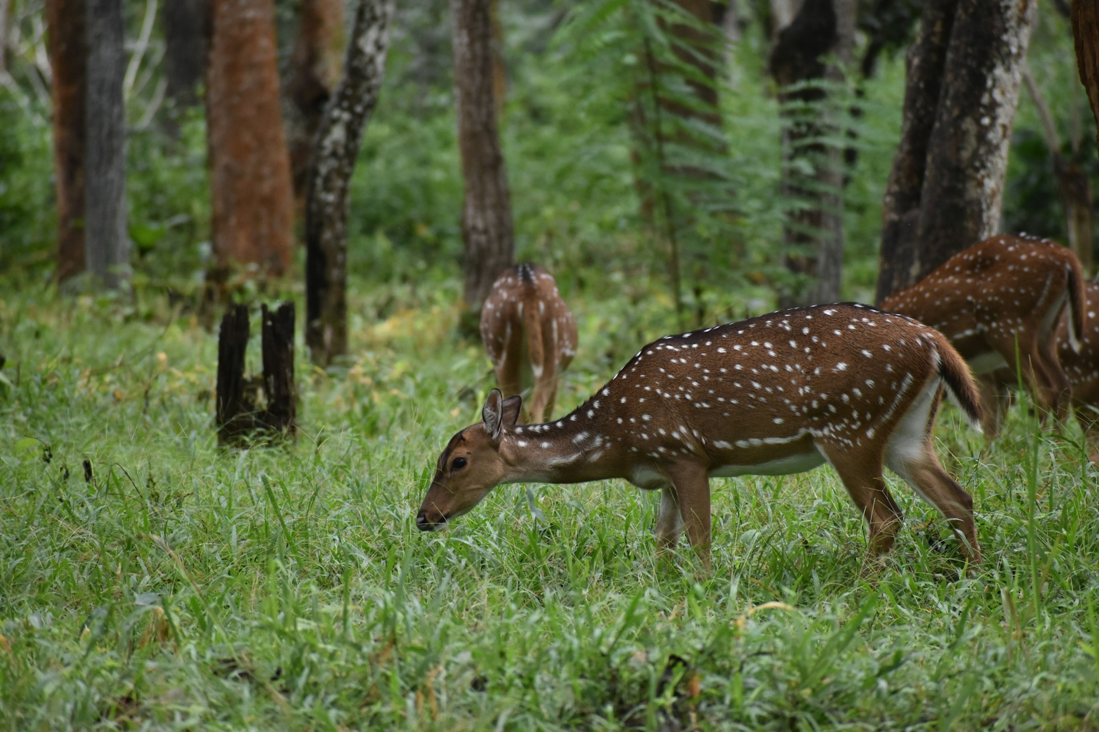 Nepal Wildlife Guide: From Jungle Tigers to Himalayan Snow Leopards