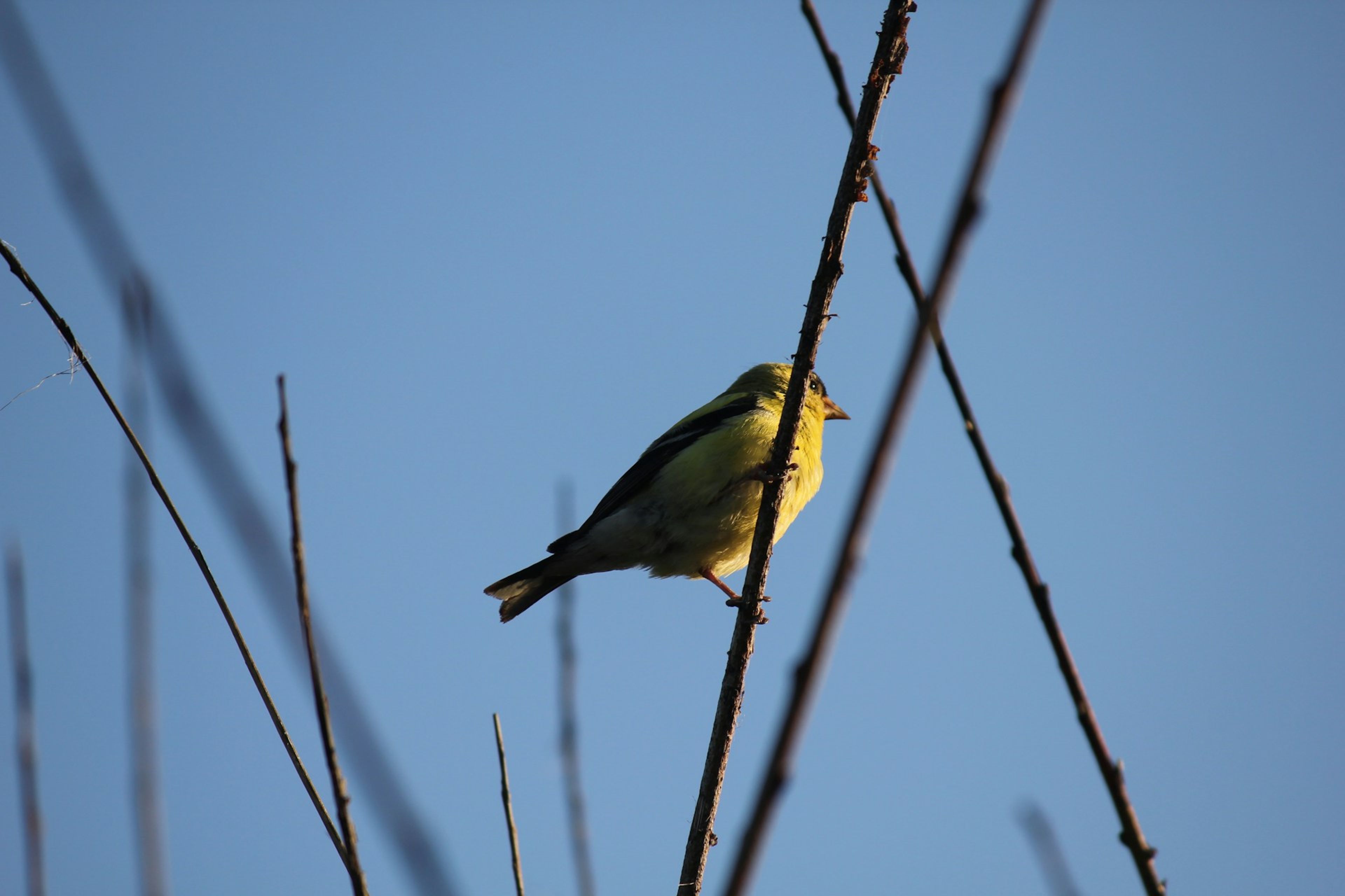 Birdwatching in Nepal: Complete Guide to 900+ Species & Best Birding Spots 2025