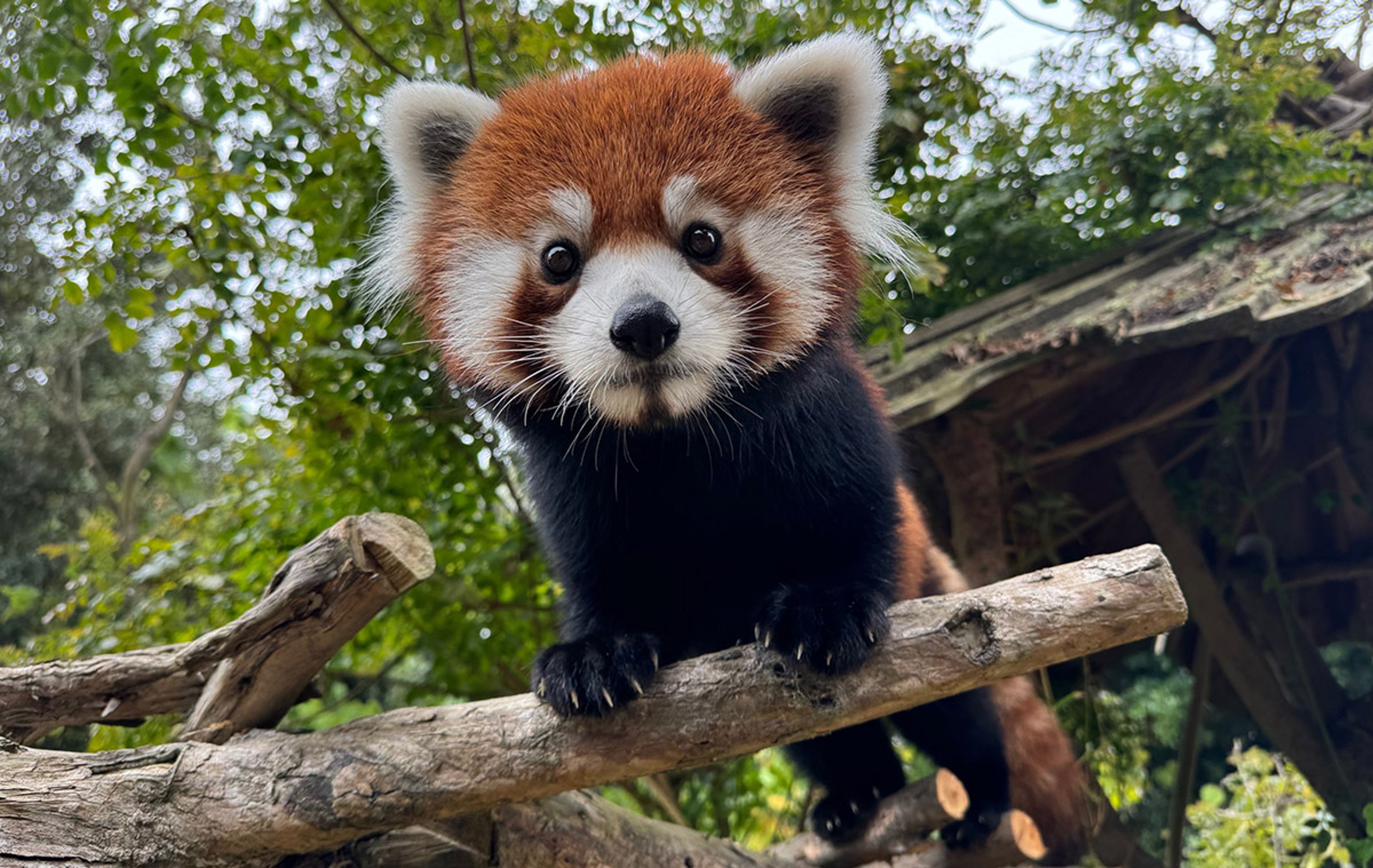 Red Panda Tour in Nepal - 10 Days