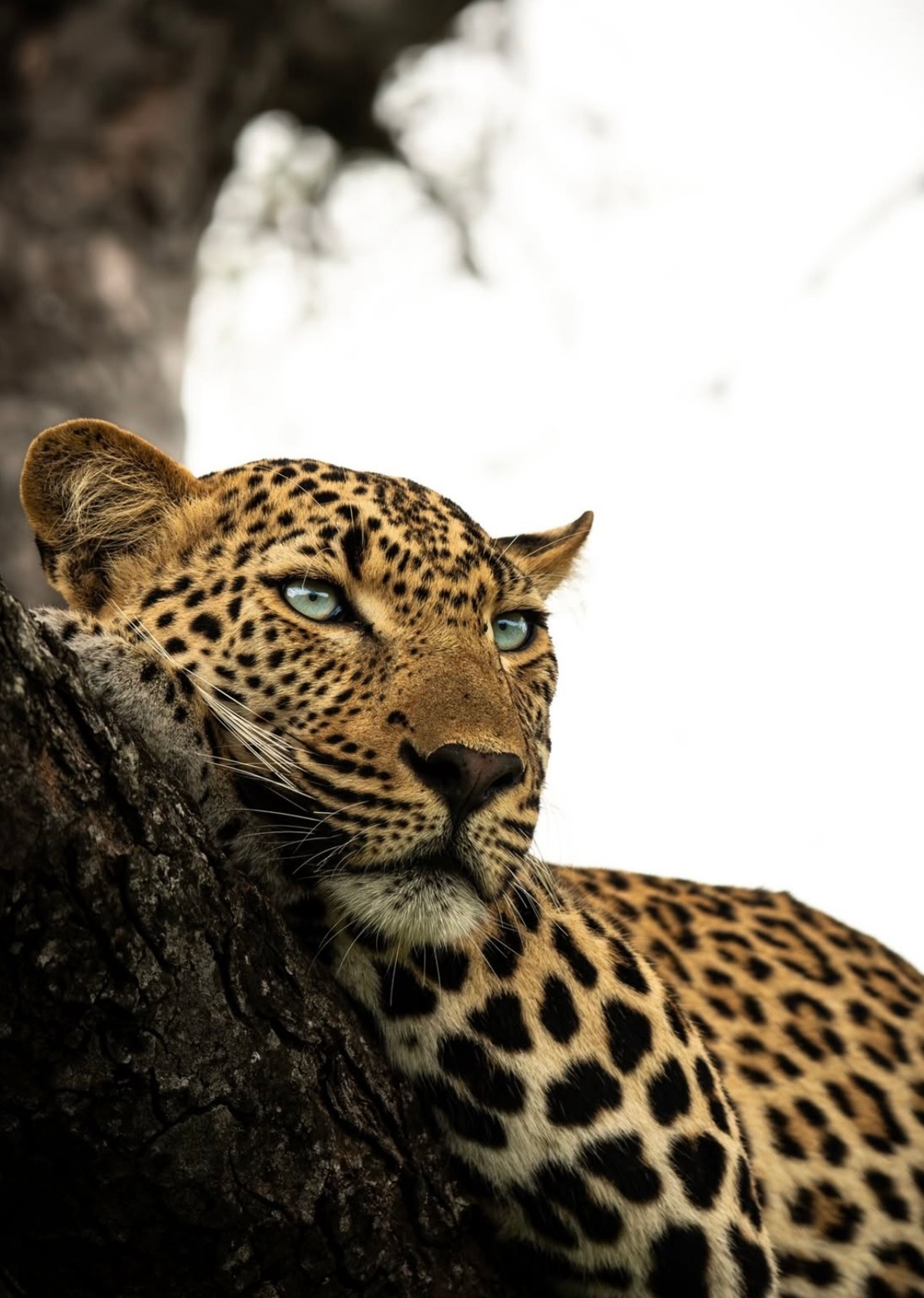 Bardia National Park Safari Adventure