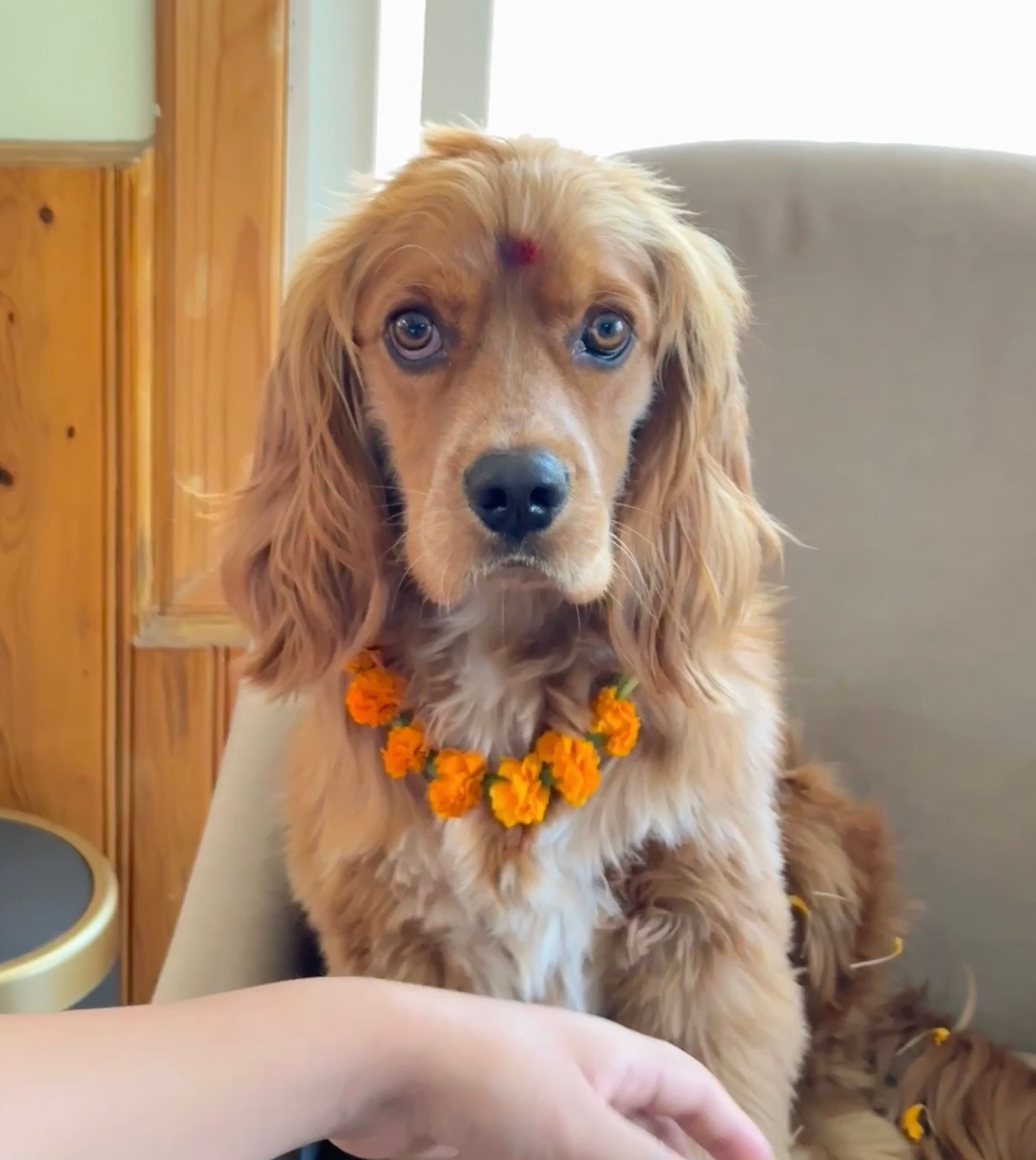 Tihar Festival Tour in Nepal