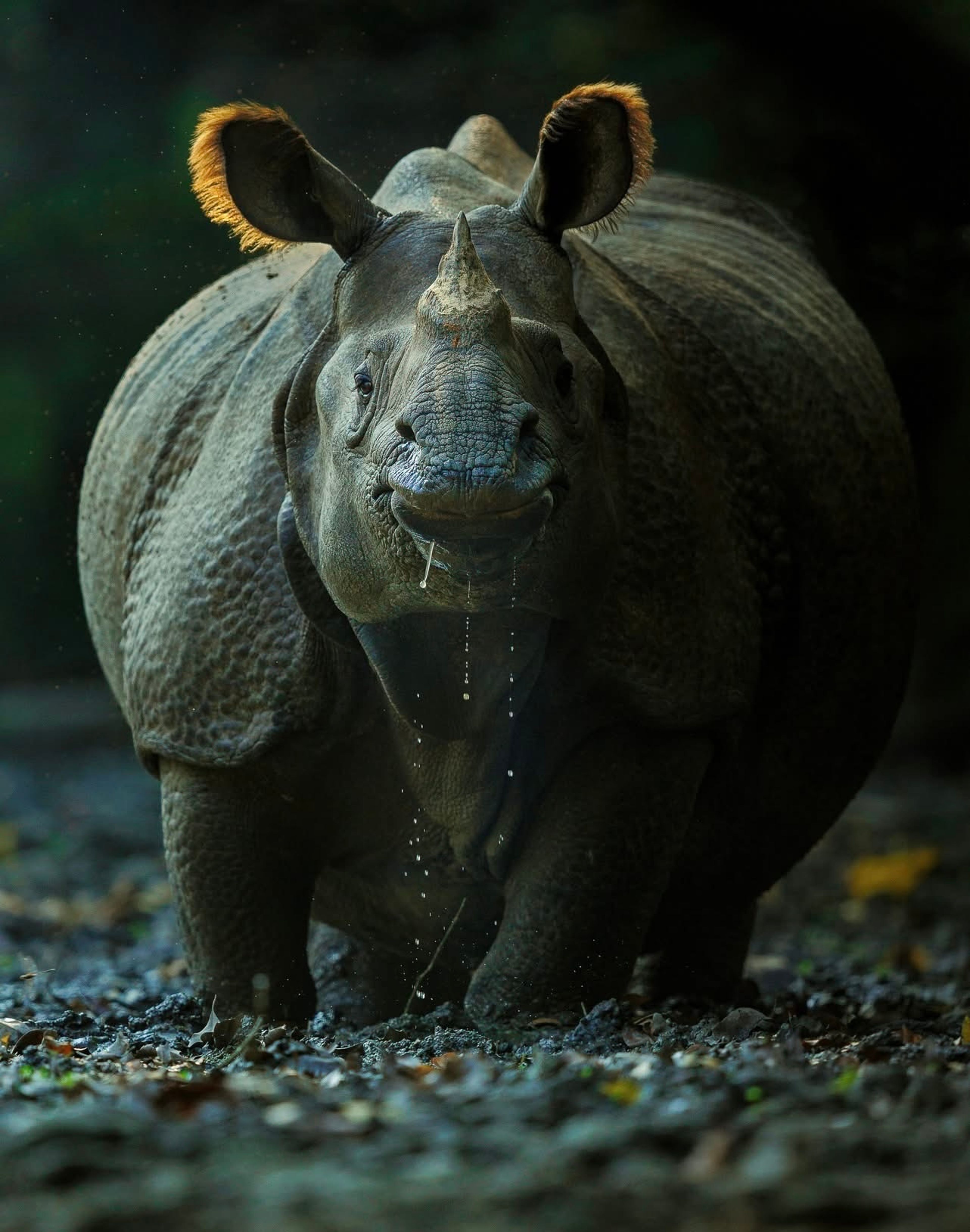 Chitwan National Park Safari Adventure