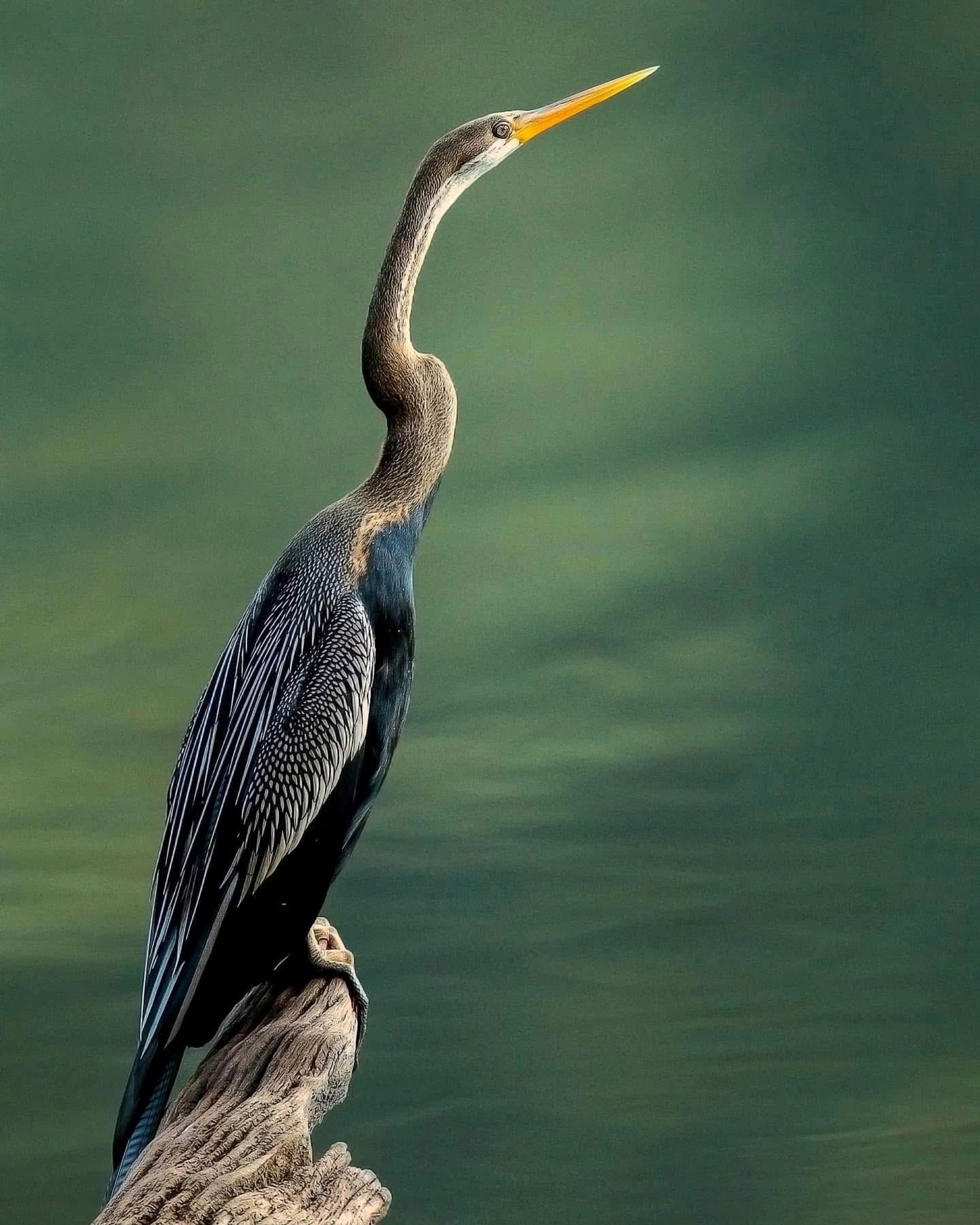 Kathmandu Valley Birding Tour - 5 Days