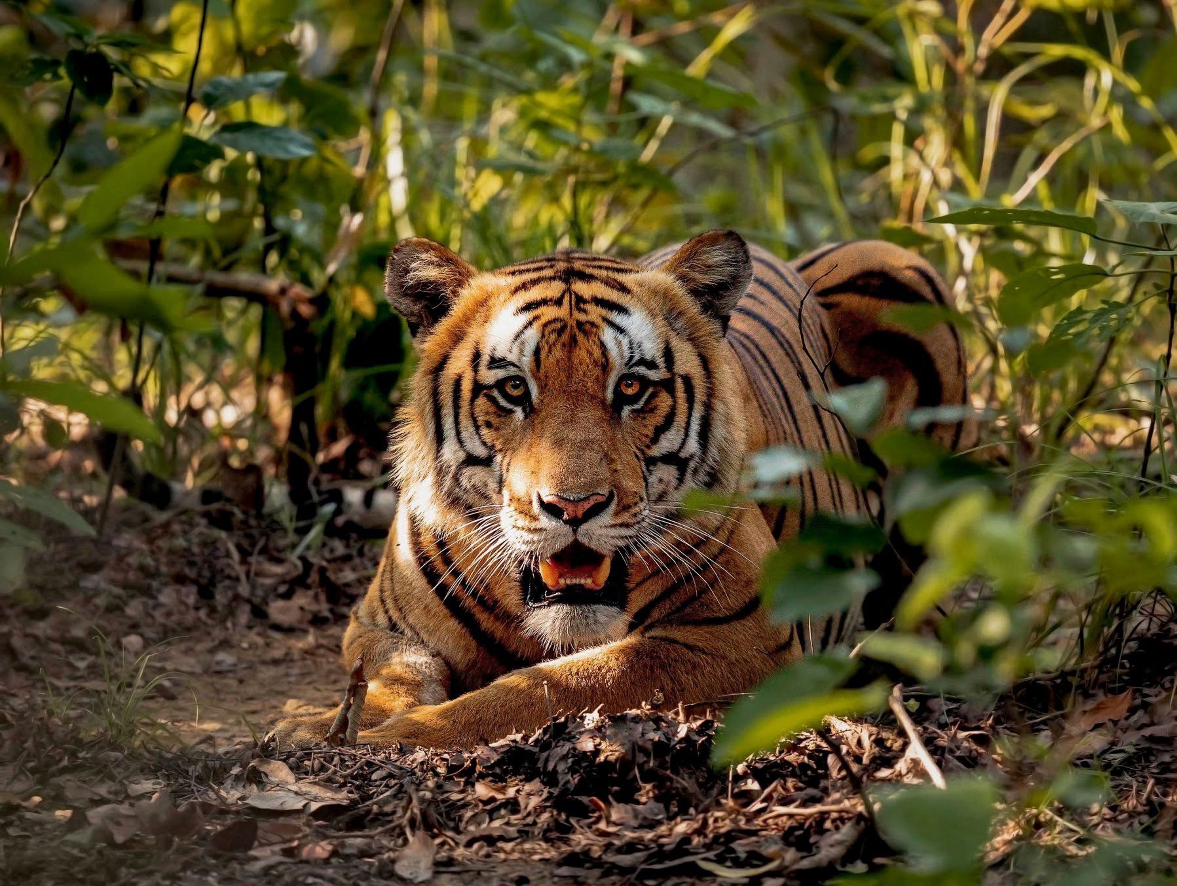 Bardia Luxury Jungle Safari - 4 Days