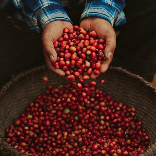 Nepal Coffee Culture Guide: From Highland Farms to Kathmandu's Best Specialty Cafes