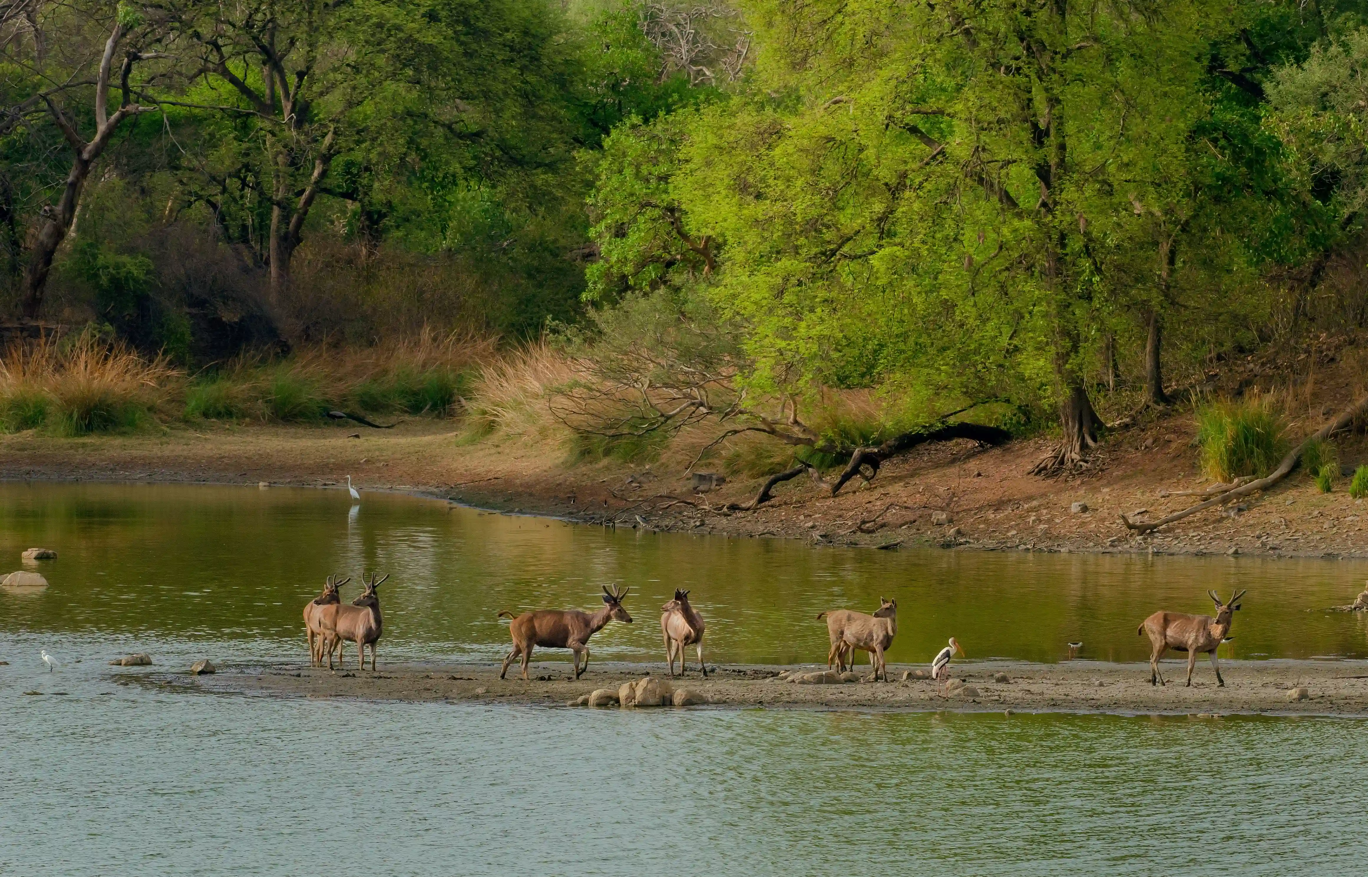herd-wild-deer-middle-lake-surrounded-by-greenery.webp