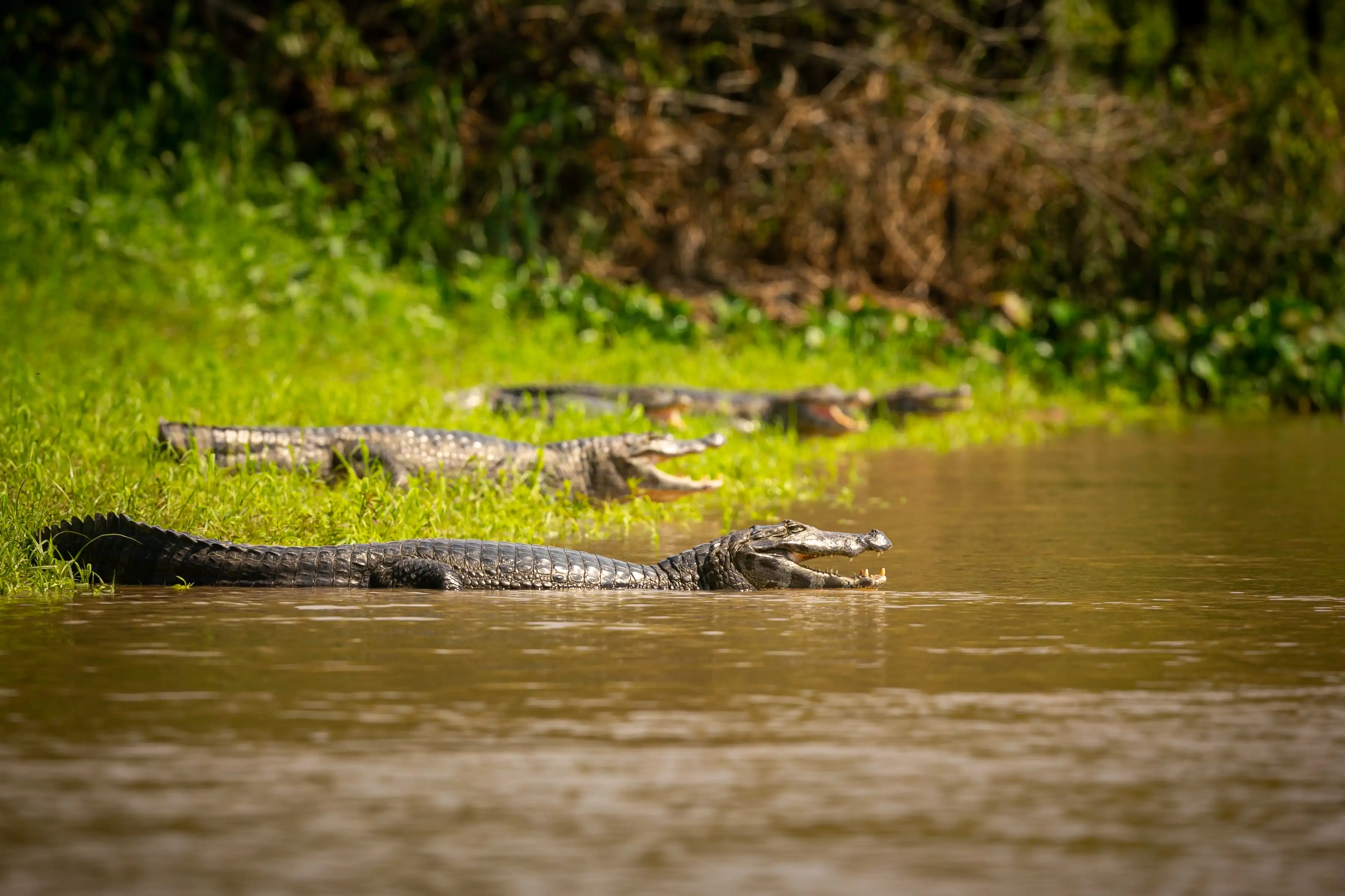 wild-caiman-with-fish-mouth-nature-habitat-wild-brasil-brasilian-wildlife-pantanal-green-jungle-south-american-nature-wild-dangereous.webp