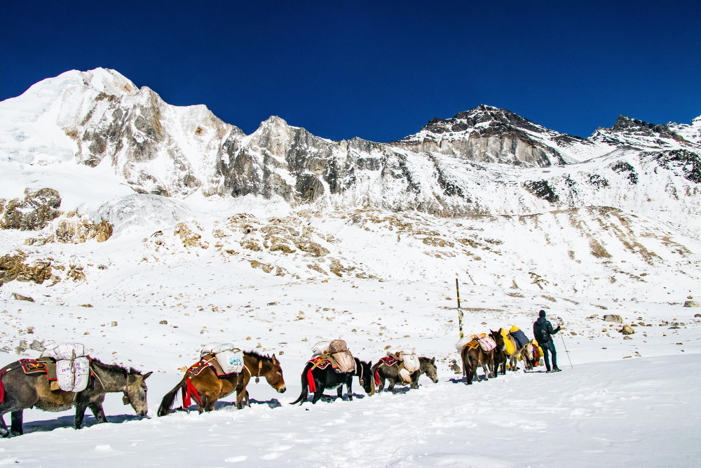 manaslu-circuit-trek-horse-caravan-snow-trail-nepal.webp